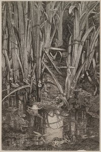Frogs in the Swamp by Karl Bodmer