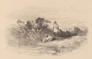 Herons