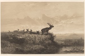 The Morning. Deer and Does by Karl Bodmer