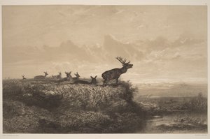 The Morning. Deer and Does by Karl Bodmer