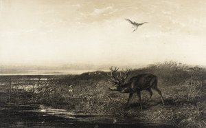 Evening: Stag and Herons by Karl Bodmer