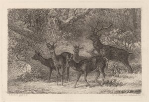 The Herd