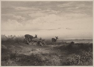 The Does by Karl Bodmer