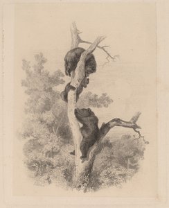 The Bears by Karl Bodmer