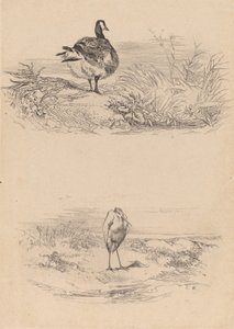 Goose, Heron by Karl Bodmer