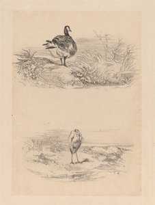 Goose, Heron by Karl Bodmer