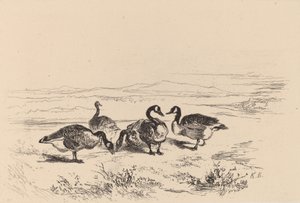 Barnacle Geese