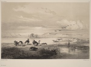 Wild Geese by Karl Bodmer