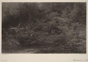 Fox on the Prowl by Karl Bodmer
