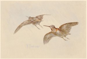Snipe in Flight by Karl Bodmer