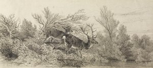 Stag In The Woods by Karl Bodmer