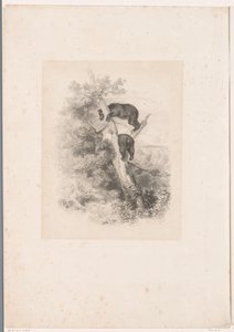 Two Bears in a Tree by Karl Bodmer