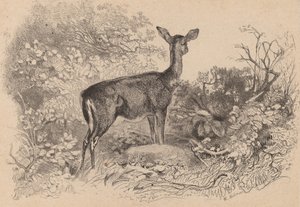 A Doe by Karl Bodmer