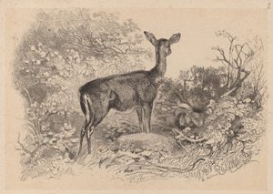 A Doe