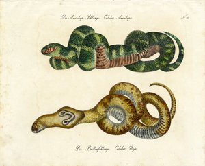 Aesculapian Snake and Indian Cobra