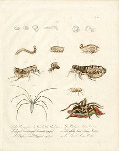 Arachnids and Developmental Stages of Insects