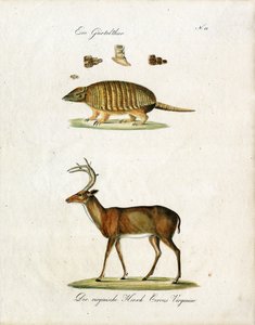 Armadillo and Virginia Deer by Karl Joseph Brodtmann