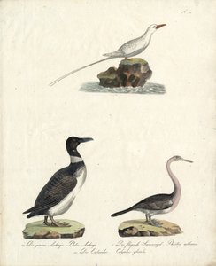 Auk, Flying Sunbird and Northern Diver