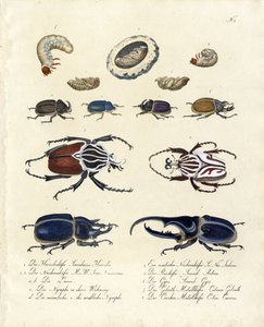 Beetle Collection with Developmental Stages by Karl Joseph Brodtmann