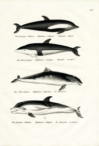 Different Kinds Of Dolphins, 1824 by Karl Joseph Brodtmann