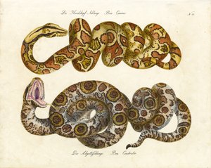 Dog-headed Boa and Boa Constrictor