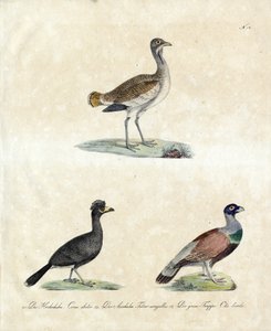 European Wild Birds