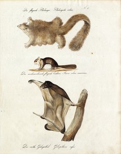 Gliding Mammals