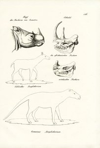 Head Of Sumatra-Rhinoceros by Karl Joseph Brodtmann