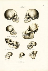 Human Skulls by Karl Joseph Brodtmann