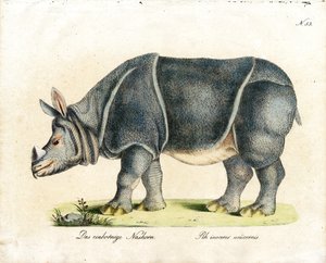 Indian Rhinoceros