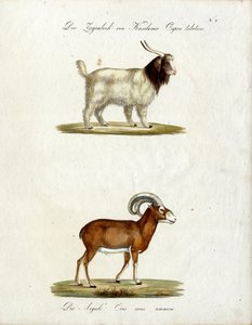 Kashmir Goat and Mouflon