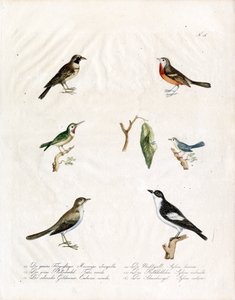 Native Songbirds