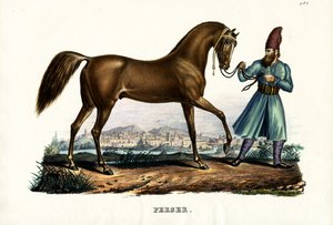 Persian Horse
