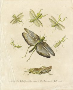 Praying Mantises and Grasshoppers