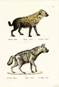 Spotted Hyaena, 1824 by Karl Joseph Brodtmann