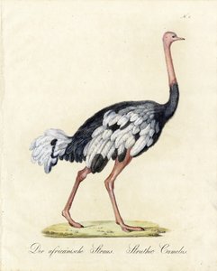 The African Ostrich by Karl Joseph Brodtmann