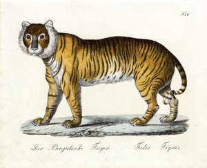 The Bengal Tiger