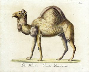 The Camel