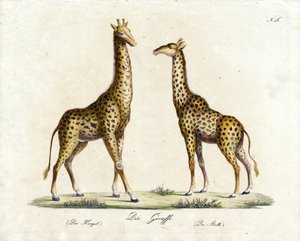The Giraffe (Male and Female)