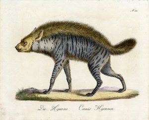 The Hyena