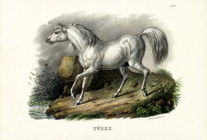 Turkish Horse, 1824 by Karl Joseph Brodtmann