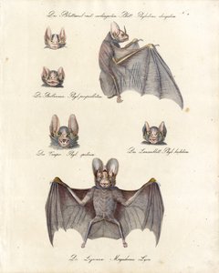 Various Bat Species