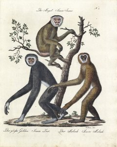 Various Monkey Species