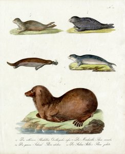 Various Species of Seals