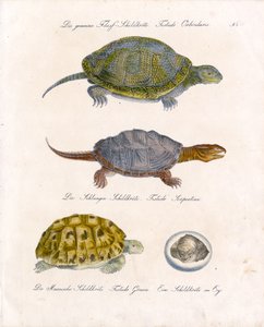 Various Turtle Species