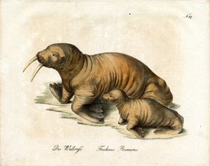 Walrus with Calf by Karl Joseph Brodtmann