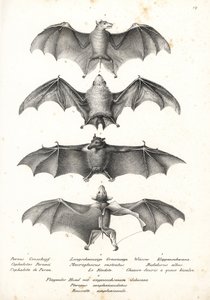 Western naked-backed fruit bat, long-tongued nectar bat, northern ghost bat, and Geoffroy