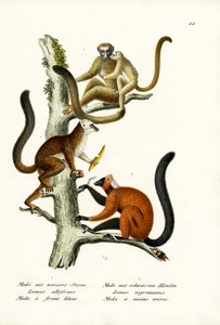 White-Fronted Lemur by Karl Joseph Brodtmann