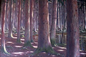 Spruce forest by Karl Lambrecht