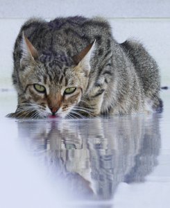 Cool Cat, 2022